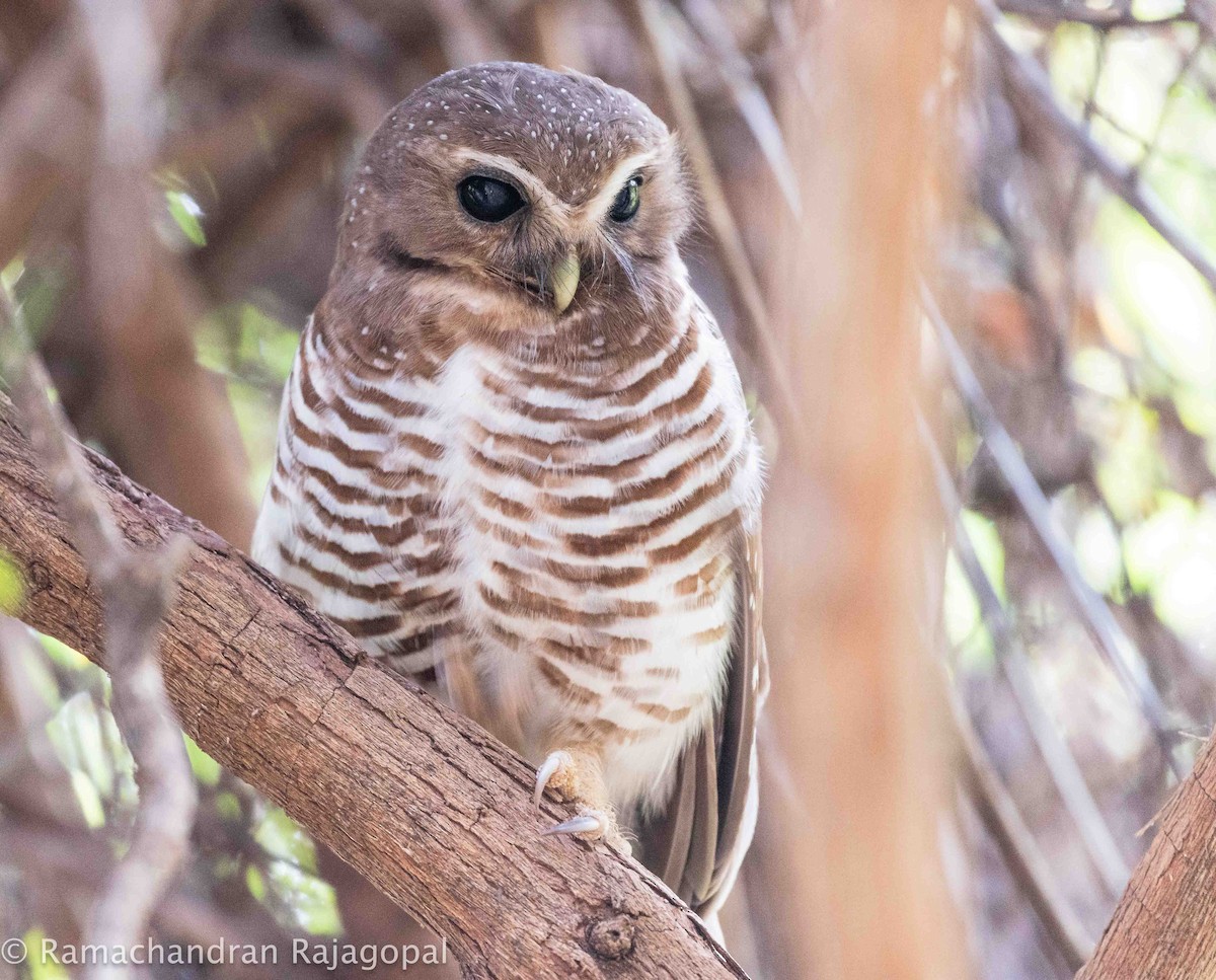 White-browed Owl - ML628345365