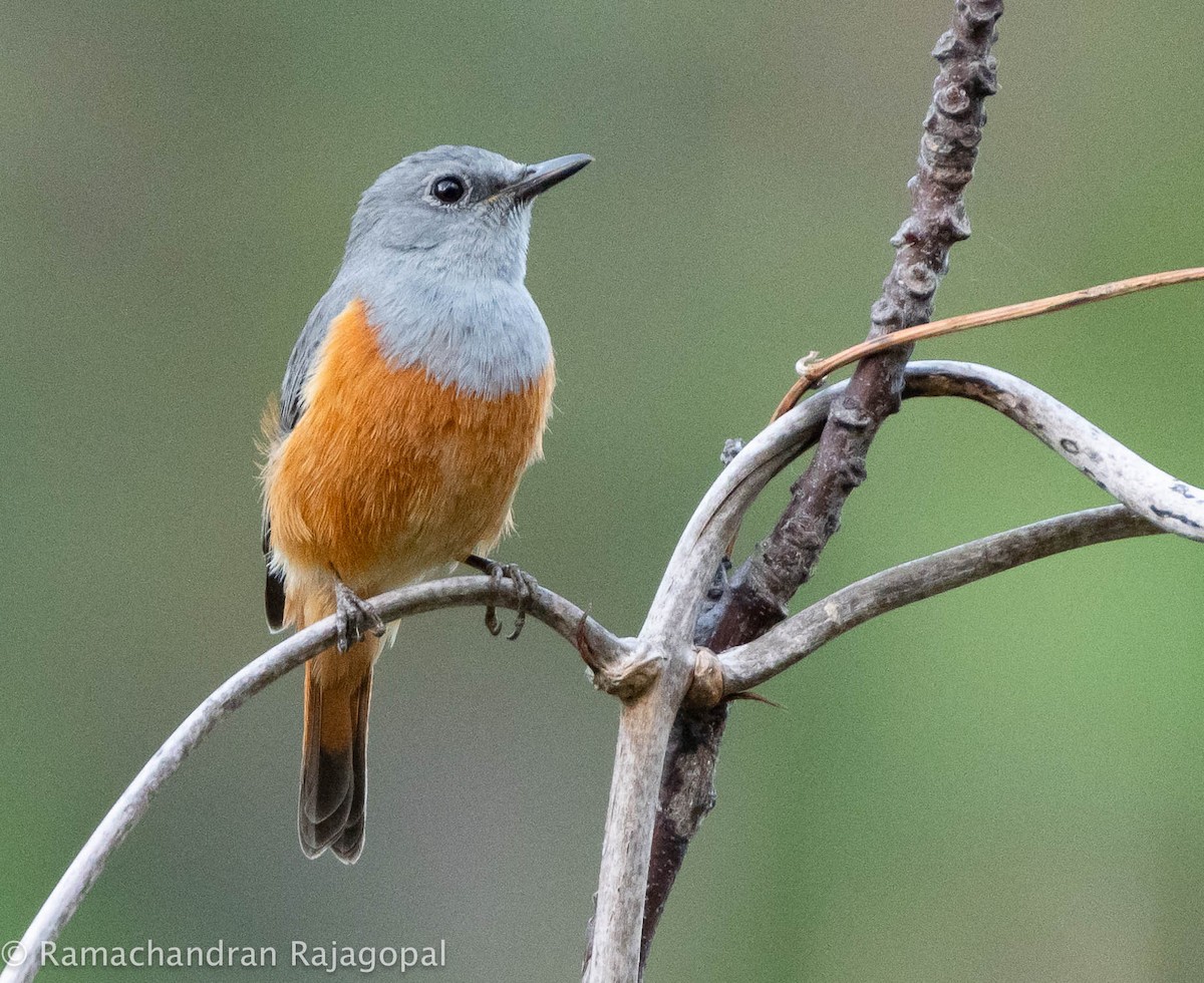 Forest Rock-Thrush - ML628345368