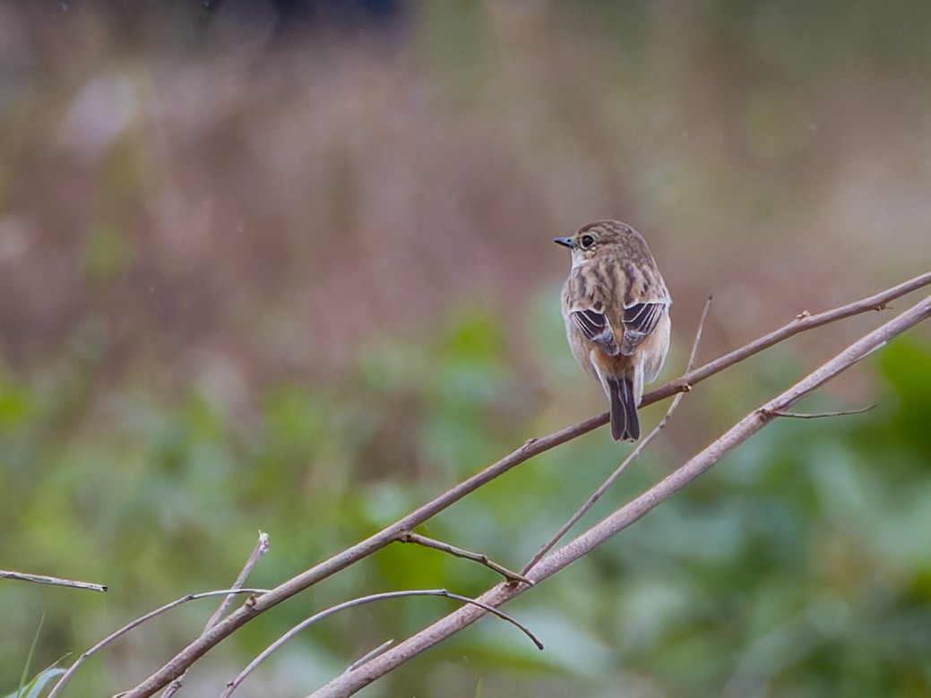 Amur Stonechat - ML628345380