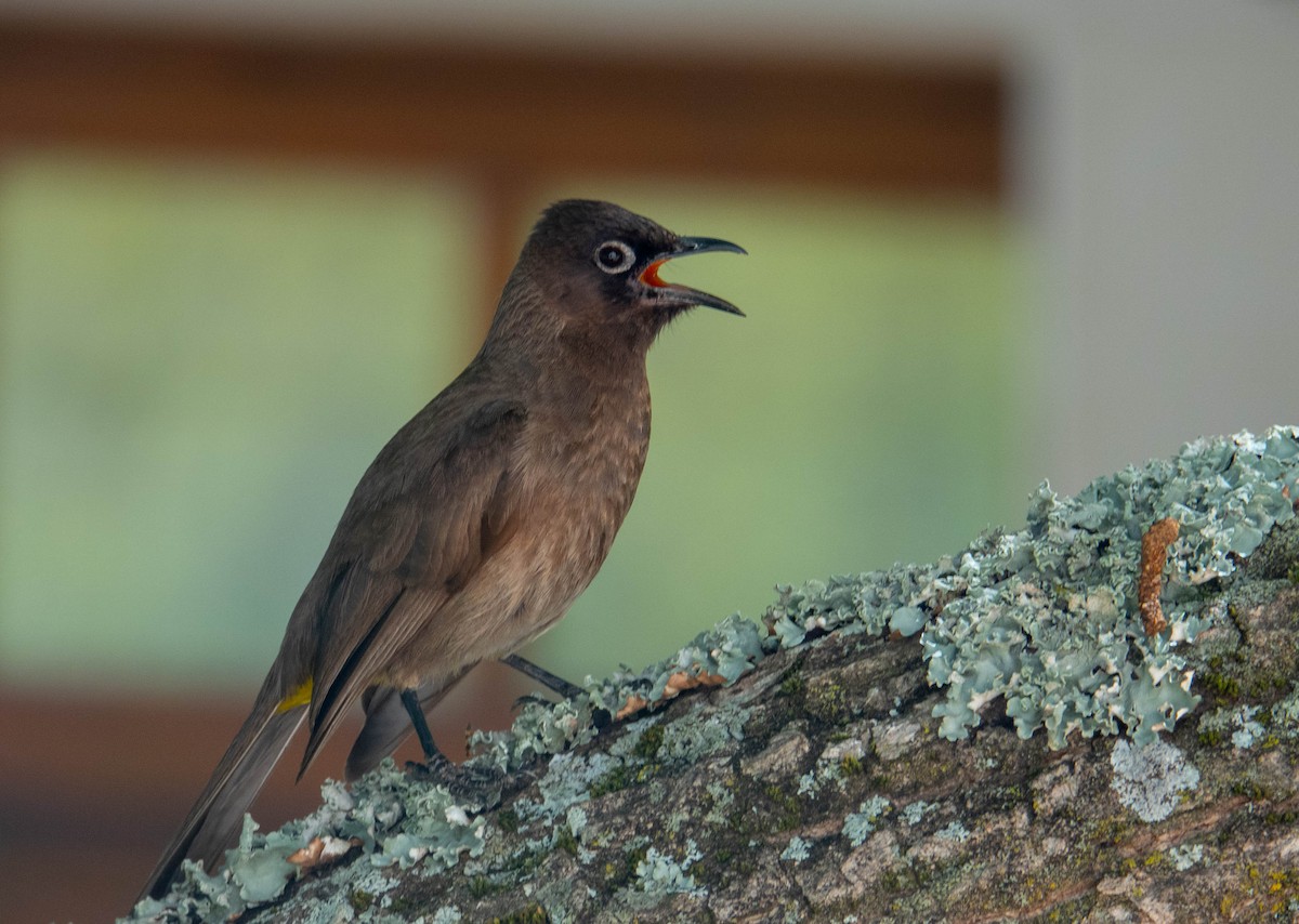 Cape Bulbul - ML628345434