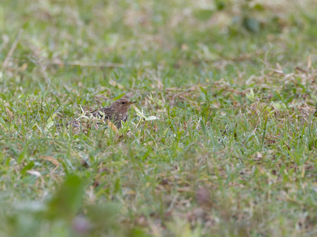 Red-throated Pipit - ML628345442