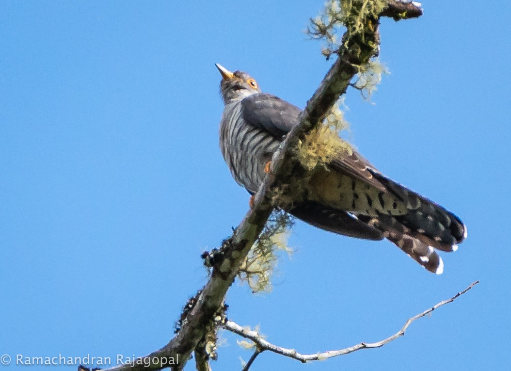 Madagascar Cuckoo - ML628345446