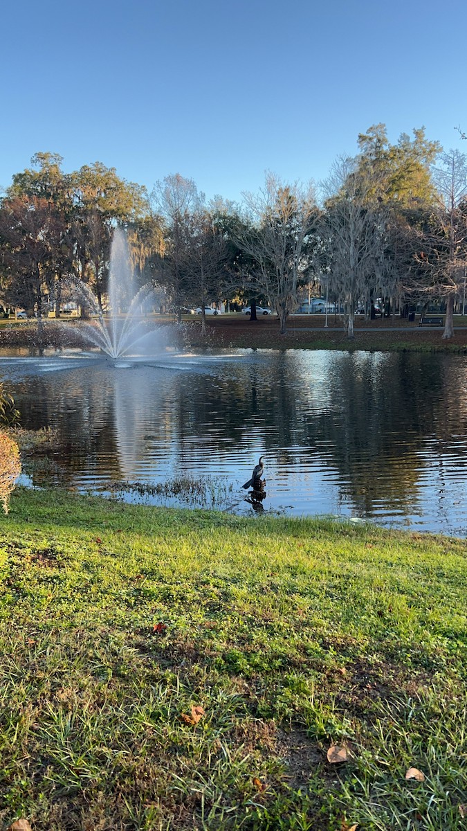 Anhinga - ML628345458