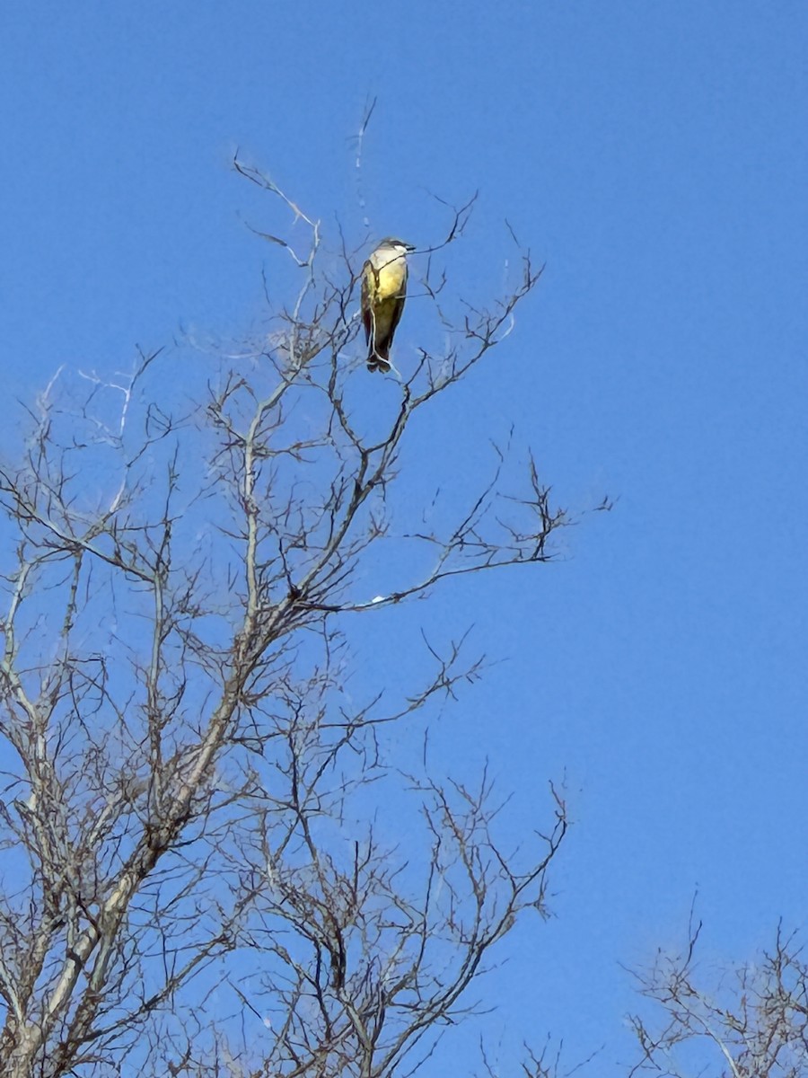 Cassin's Kingbird - ML628345689