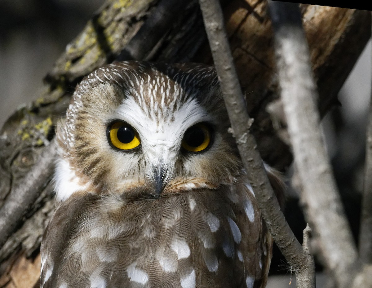 Northern Saw-whet Owl - ML628345697