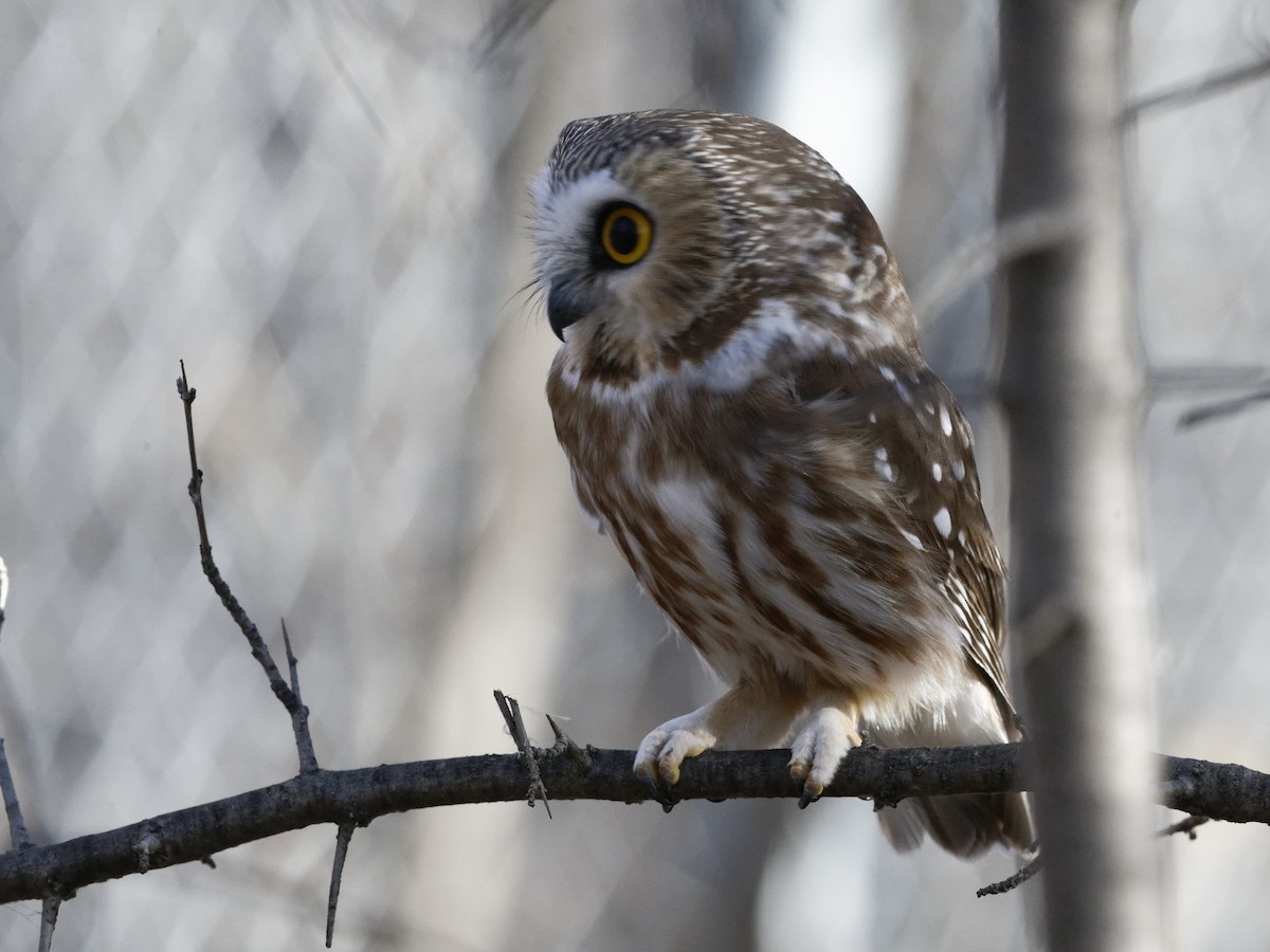 Northern Saw-whet Owl - ML628345698
