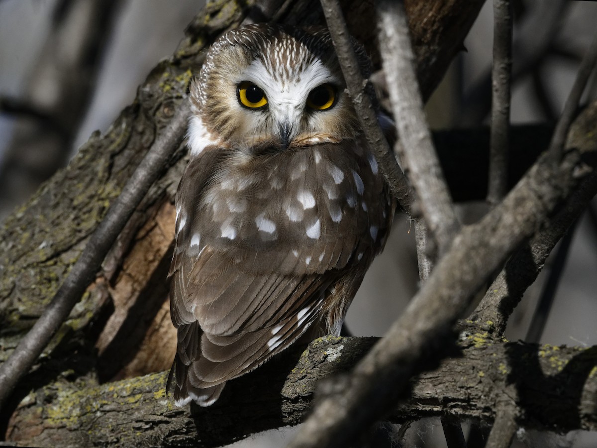 Northern Saw-whet Owl - ML628345699