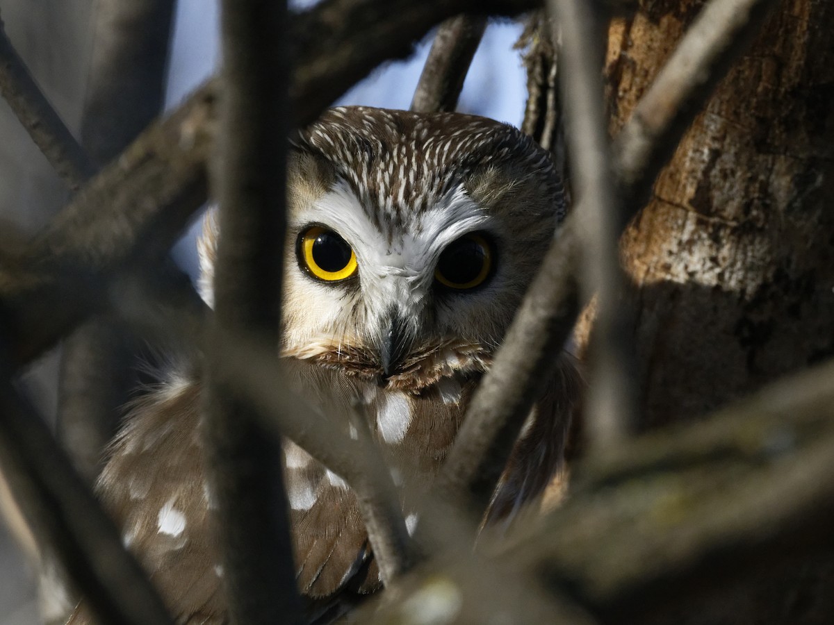 Northern Saw-whet Owl - ML628345700