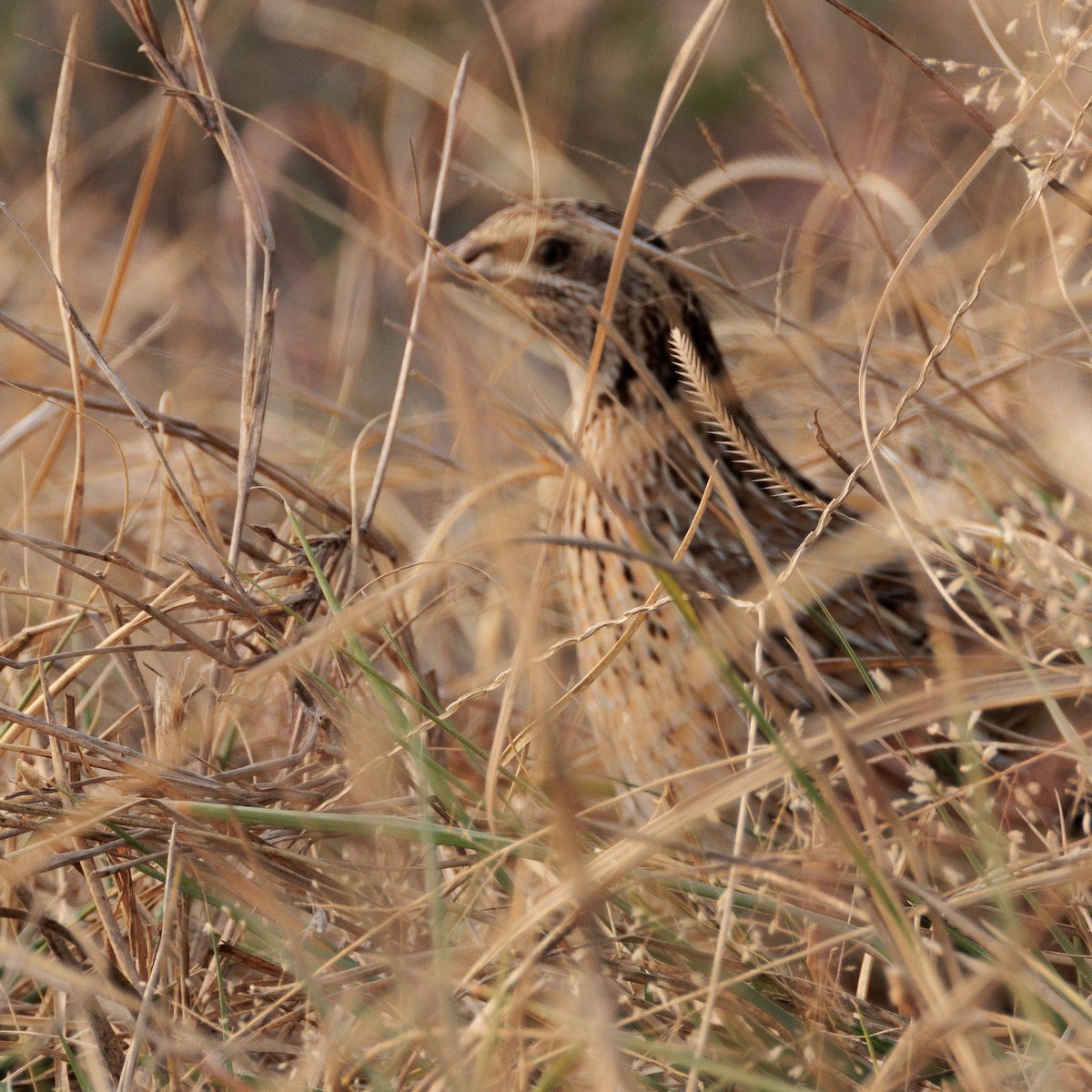 Galeper eurasiarra - ML628345832