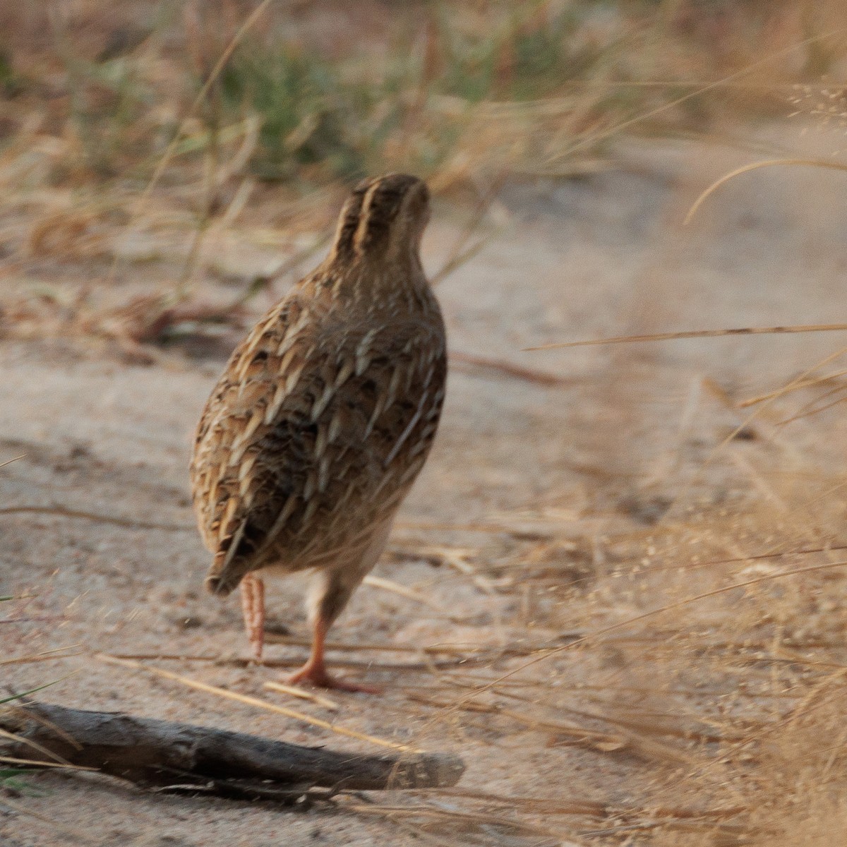 Galeper eurasiarra - ML628345833