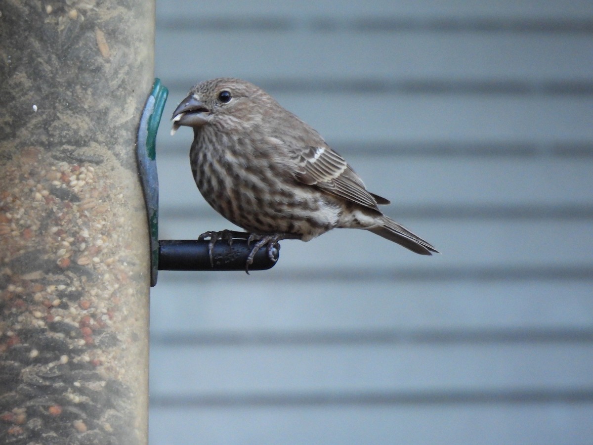 House Finch - ML628346083