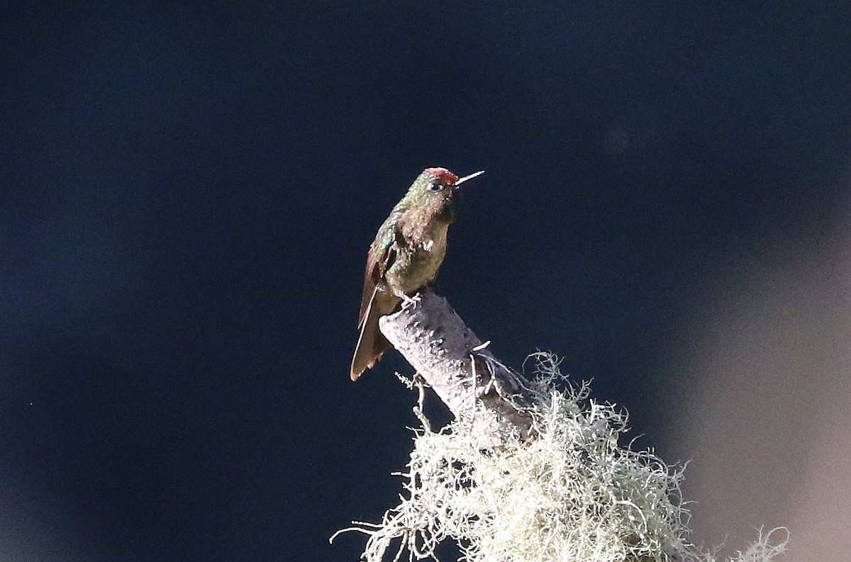 Rufous-capped Thornbill - ML628346139