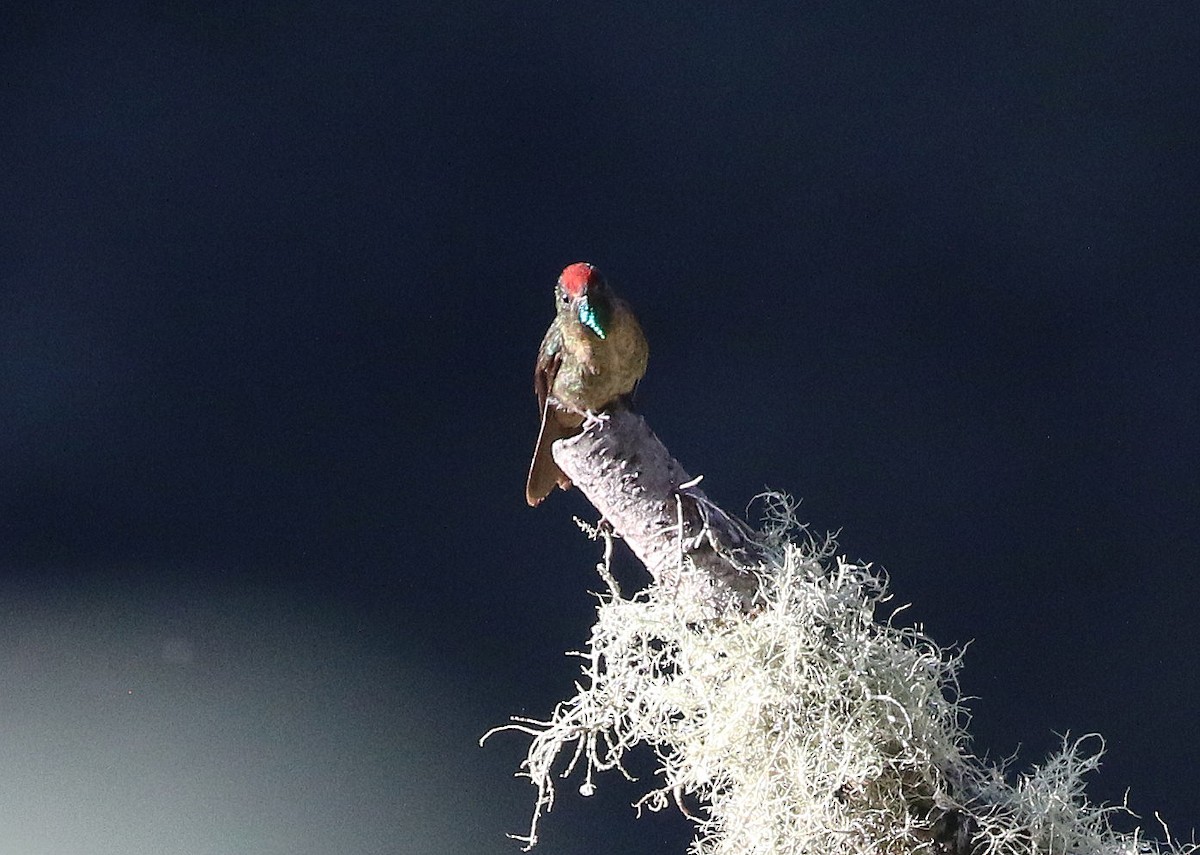 Rufous-capped Thornbill - ML628346140