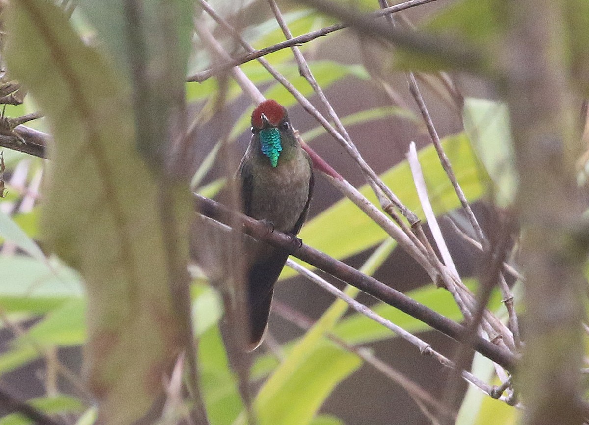 Rufous-capped Thornbill - ML628346141