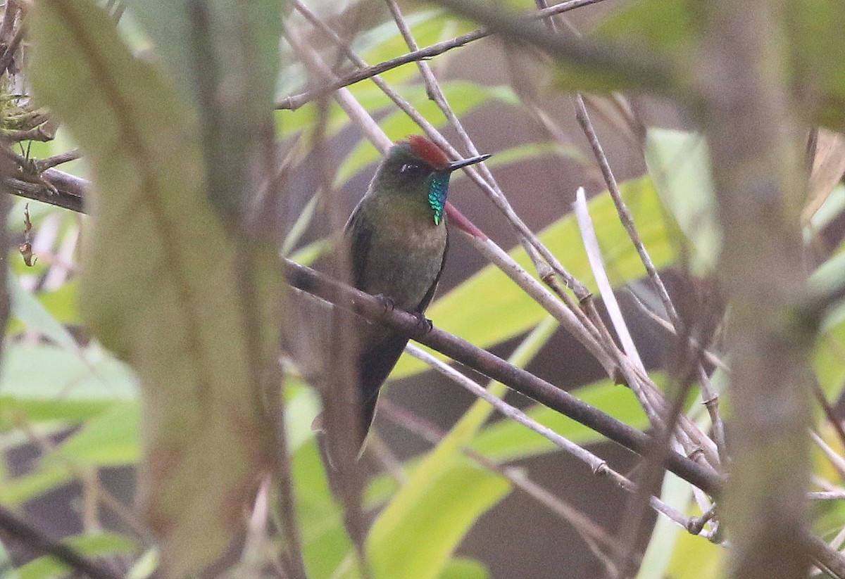 Rufous-capped Thornbill - ML628346142