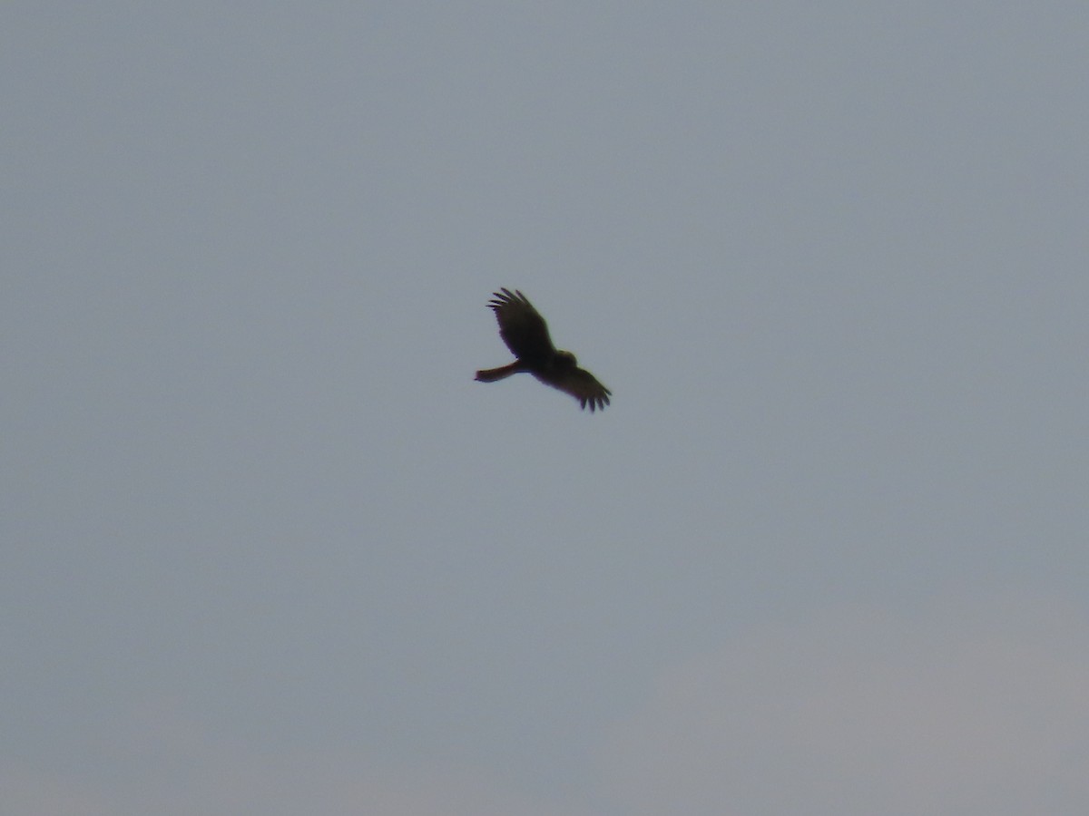 African Marsh Harrier - ML628346176