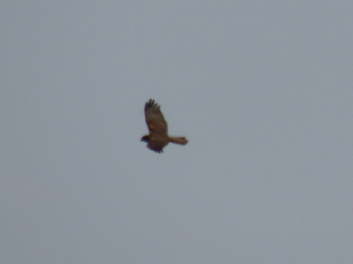 African Marsh Harrier - ML628346177