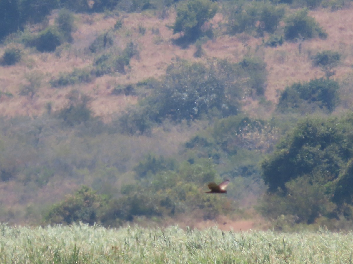 African Marsh Harrier - ML628346178