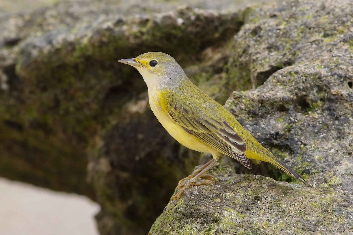 Yellow Warbler (Galapagos) - Michael O'Brien