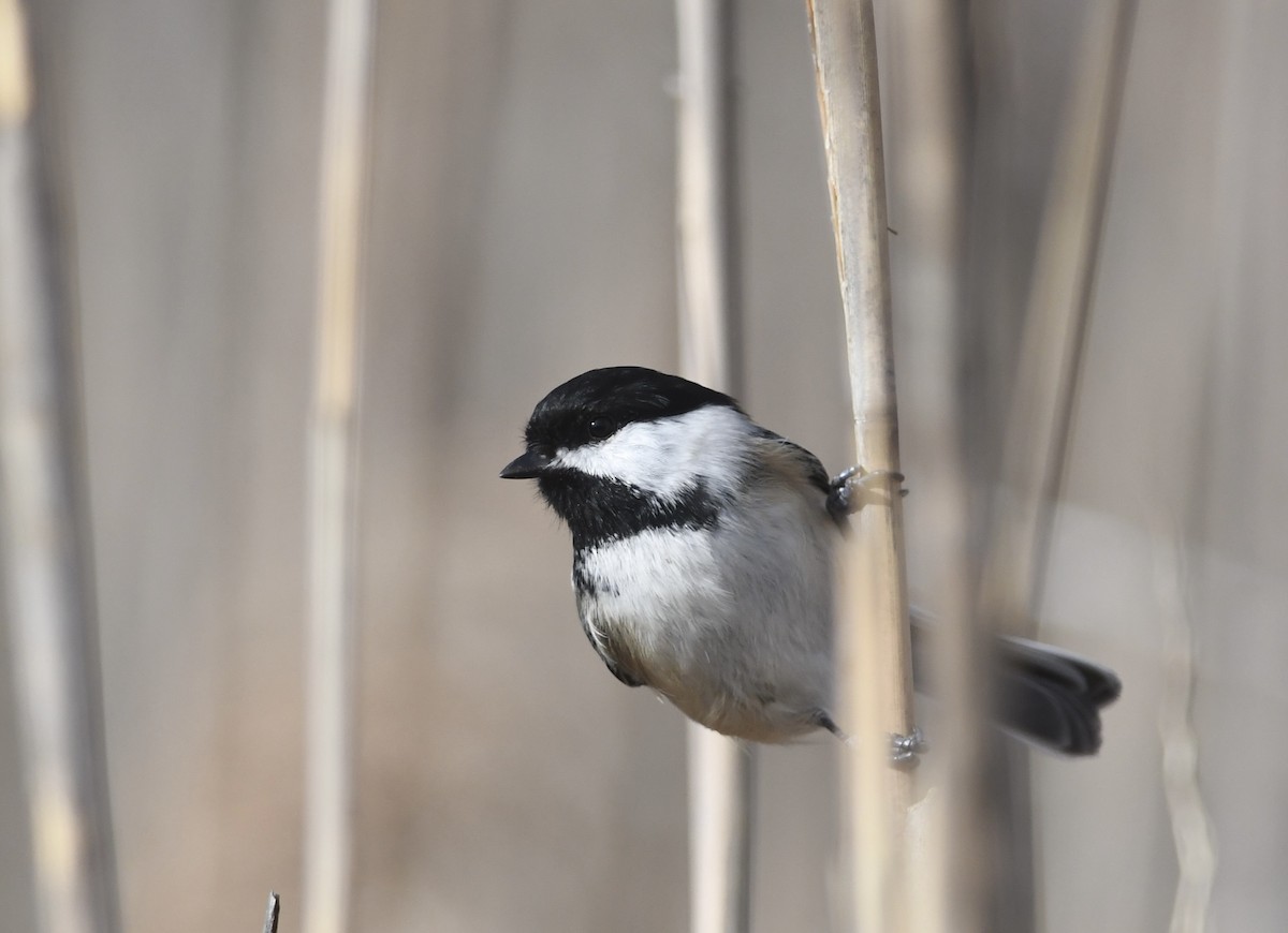 Black-capped Chickadee - ML628346249