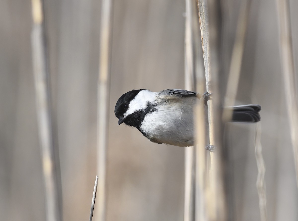 Black-capped Chickadee - ML628346250