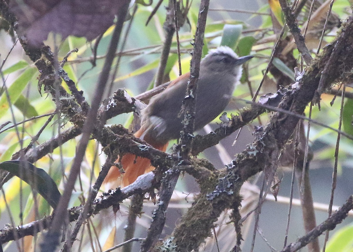 Marcapata Spinetail - ML628346279