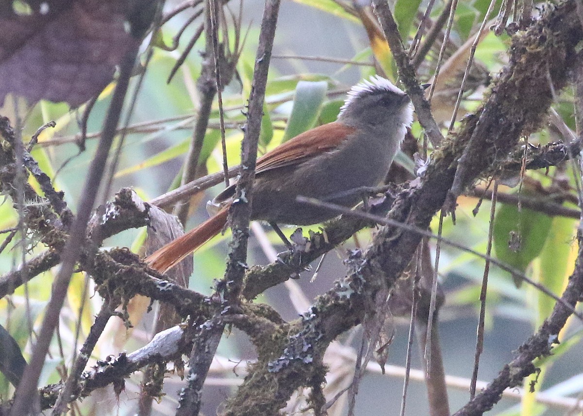 Marcapata Spinetail - ML628346280