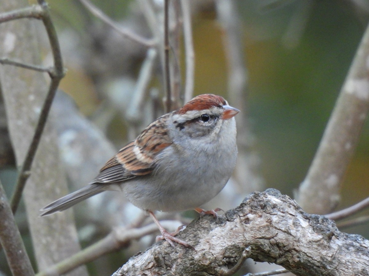 Chipping Sparrow - ML628346313