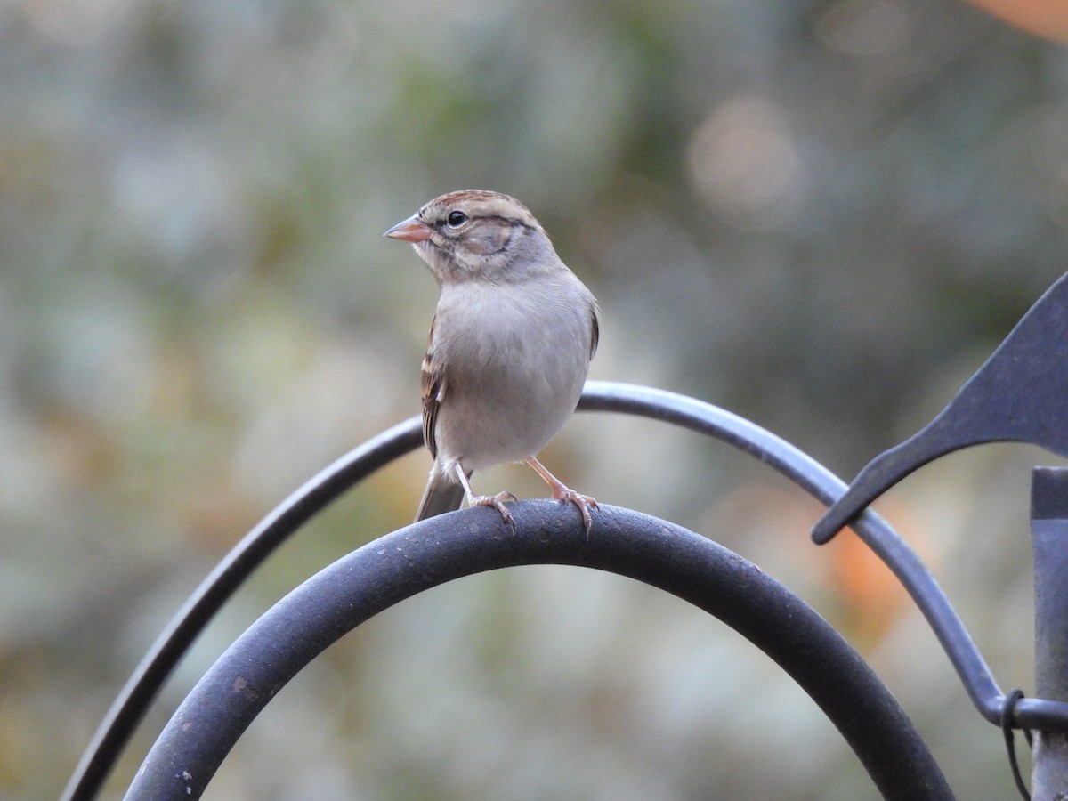 Chipping Sparrow - ML628346314