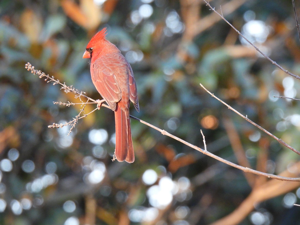 Northern Cardinal - ML628346317