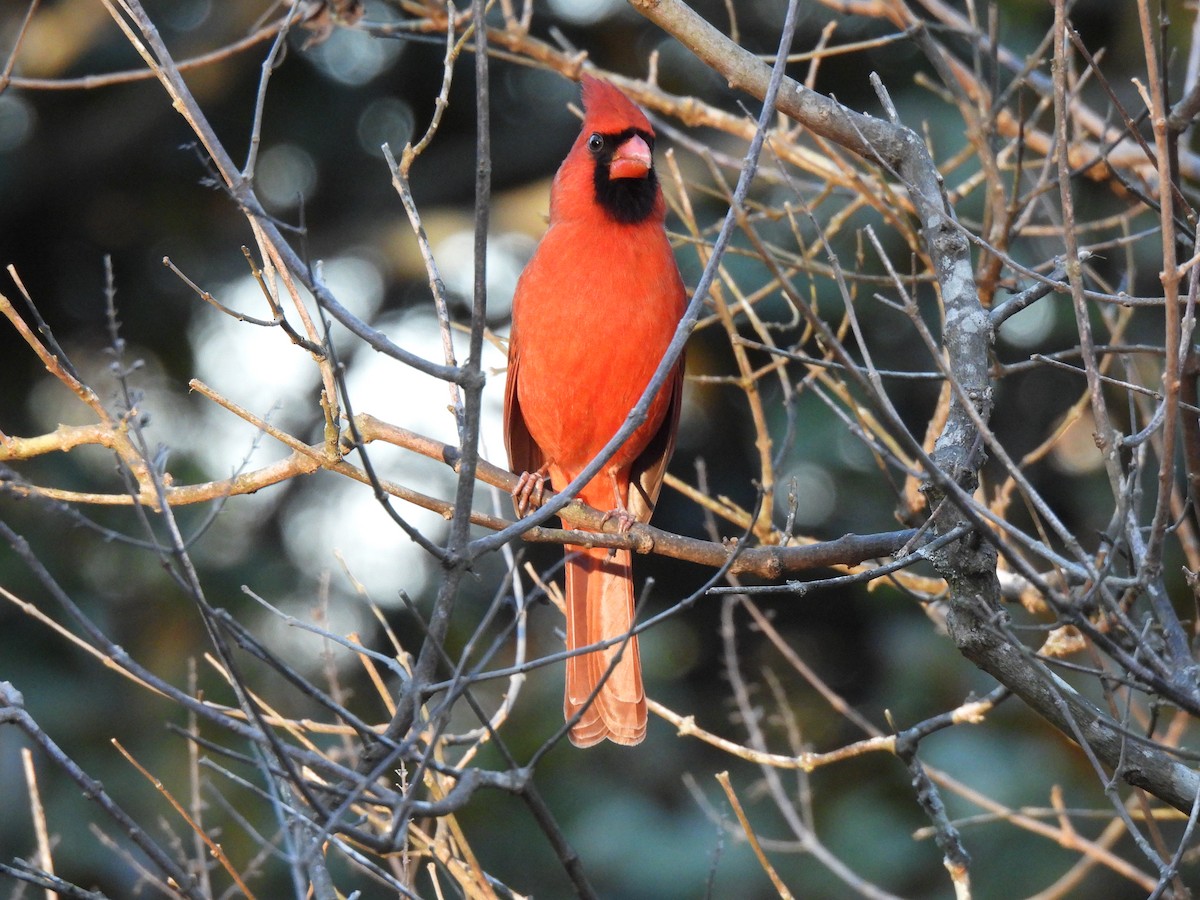 Northern Cardinal - ML628346318