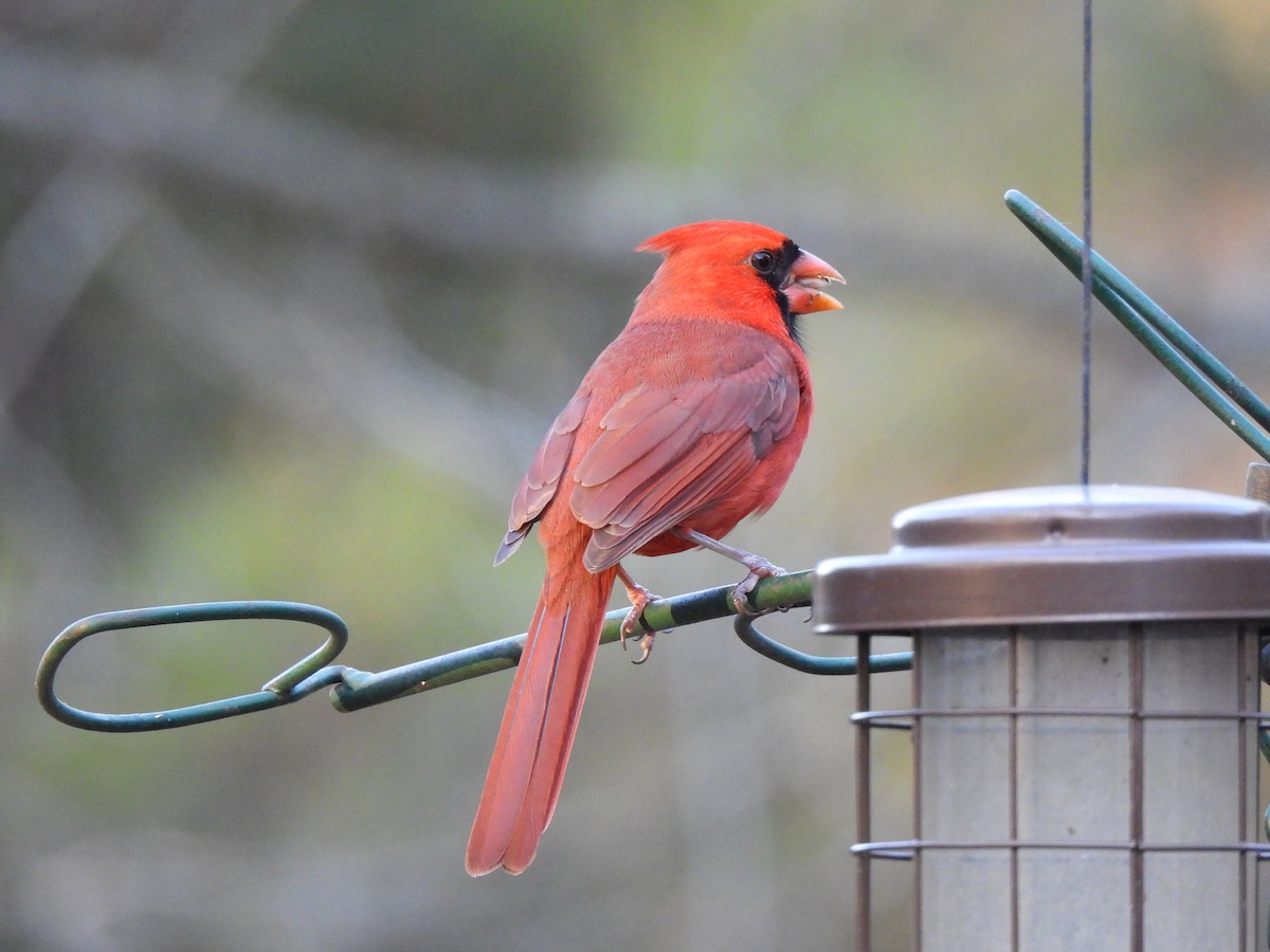 Northern Cardinal - ML628346319