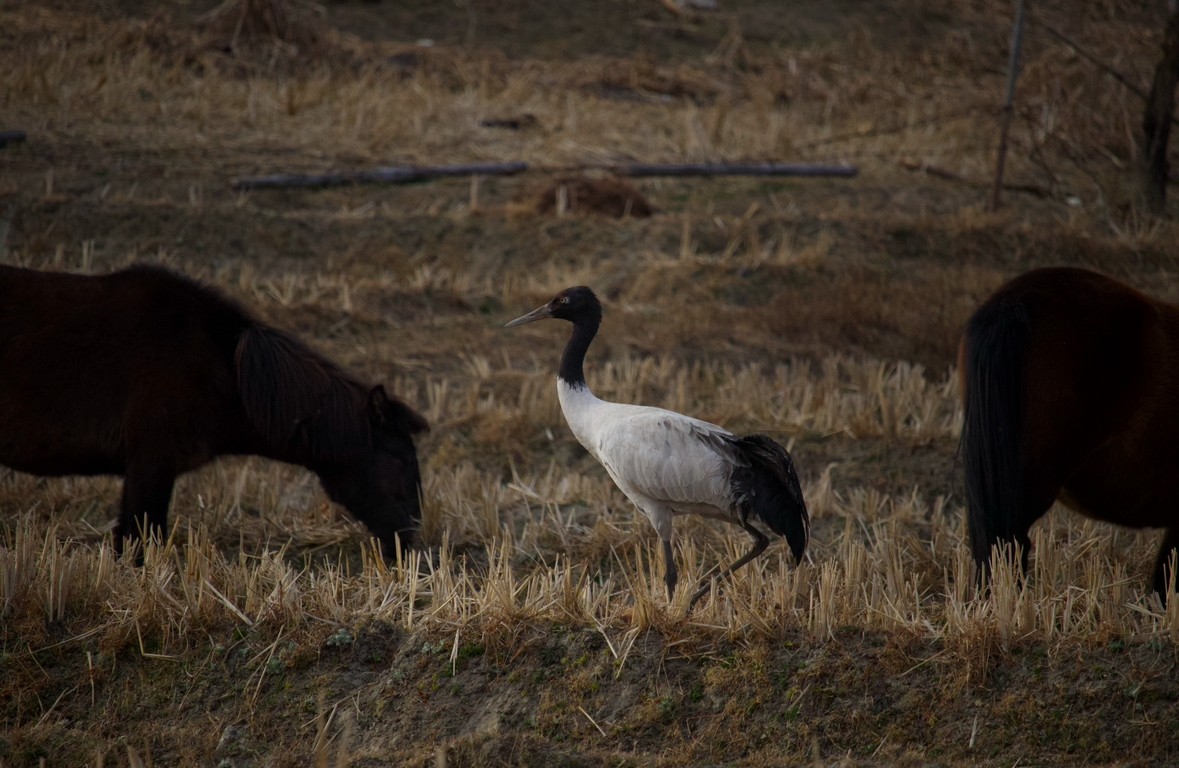 Black-necked Crane - ML628346625