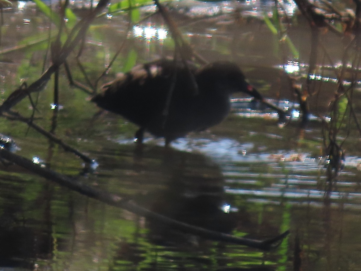 Black Crake - ML628346706