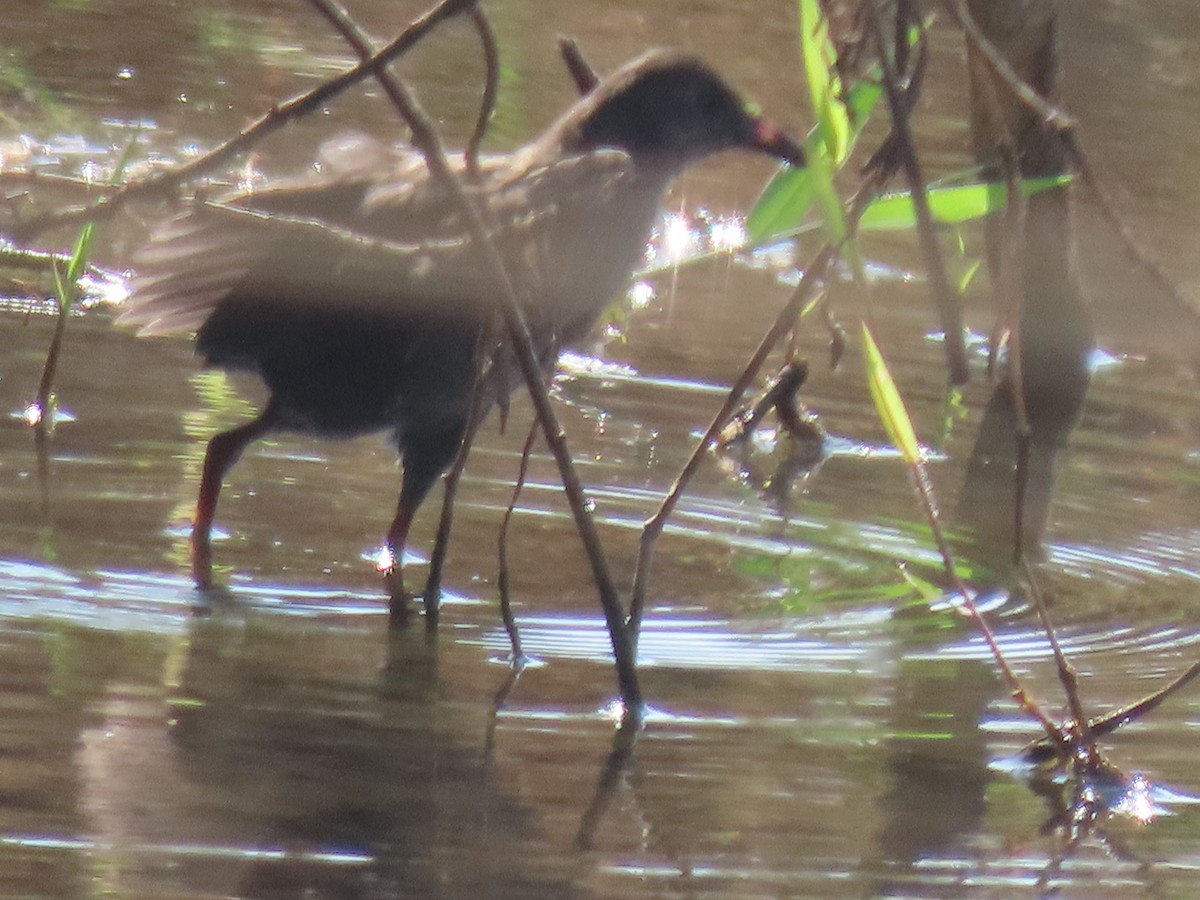 Black Crake - ML628346707