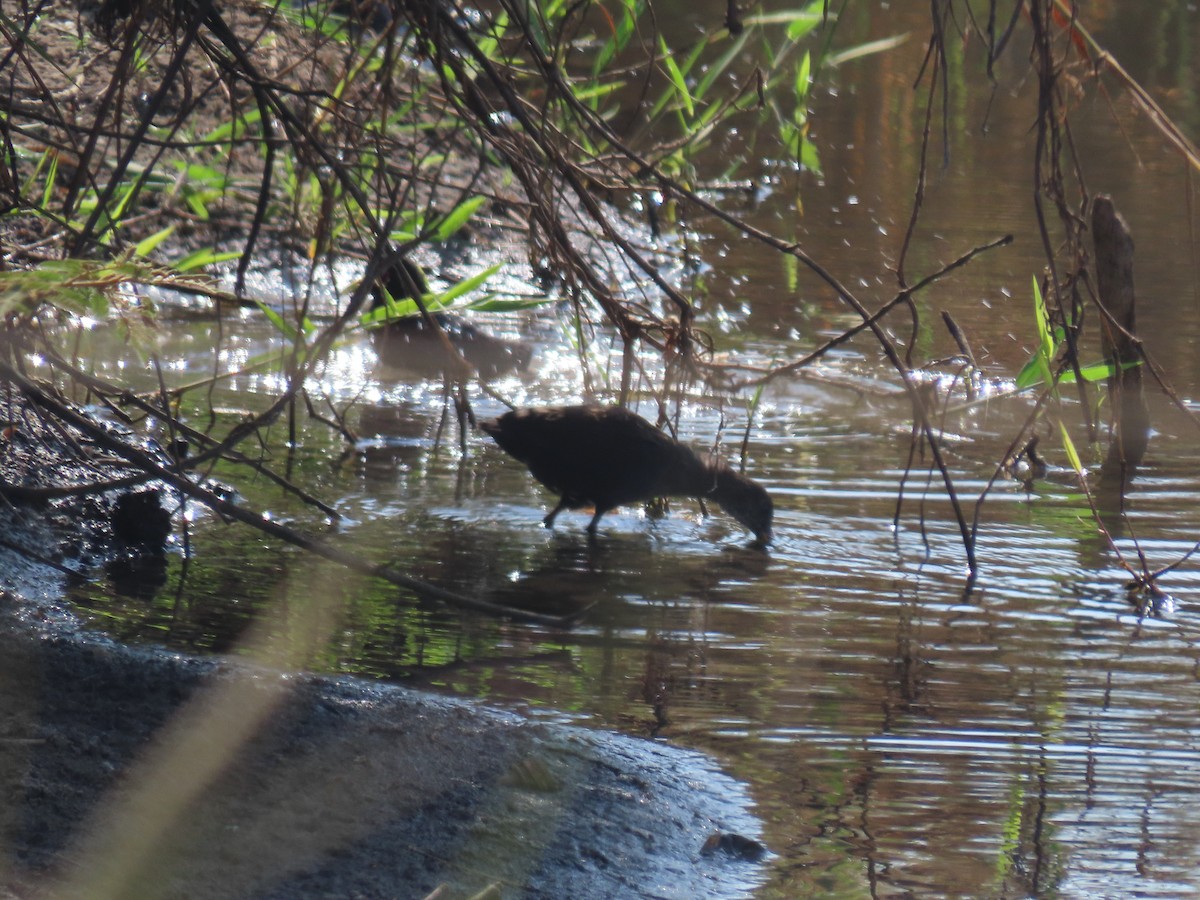 Black Crake - ML628346708