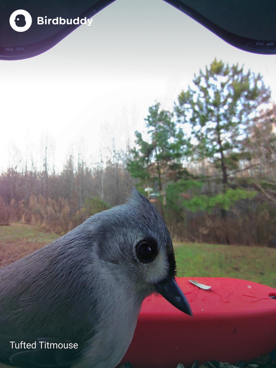 Tufted Titmouse - ML628346960