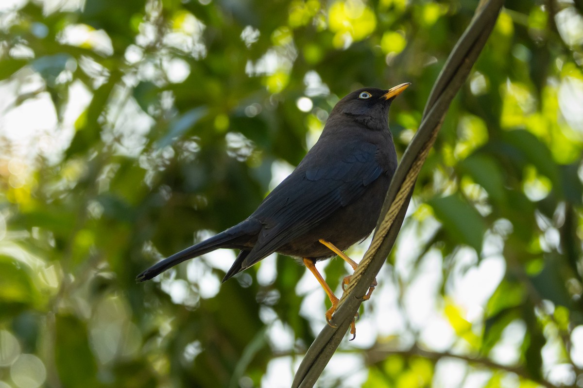 Sooty Thrush - ML628346988