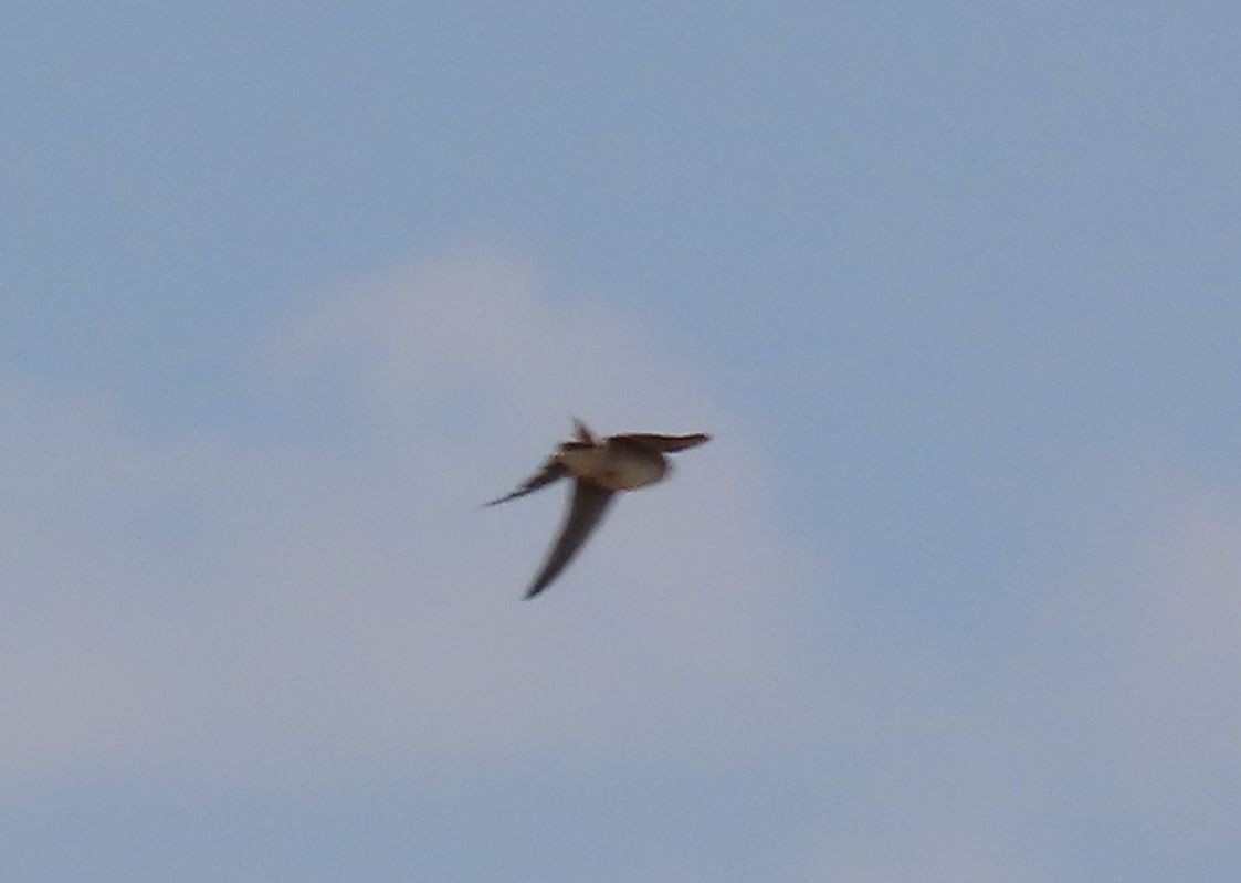 Gray-rumped Swallow - ML628347037