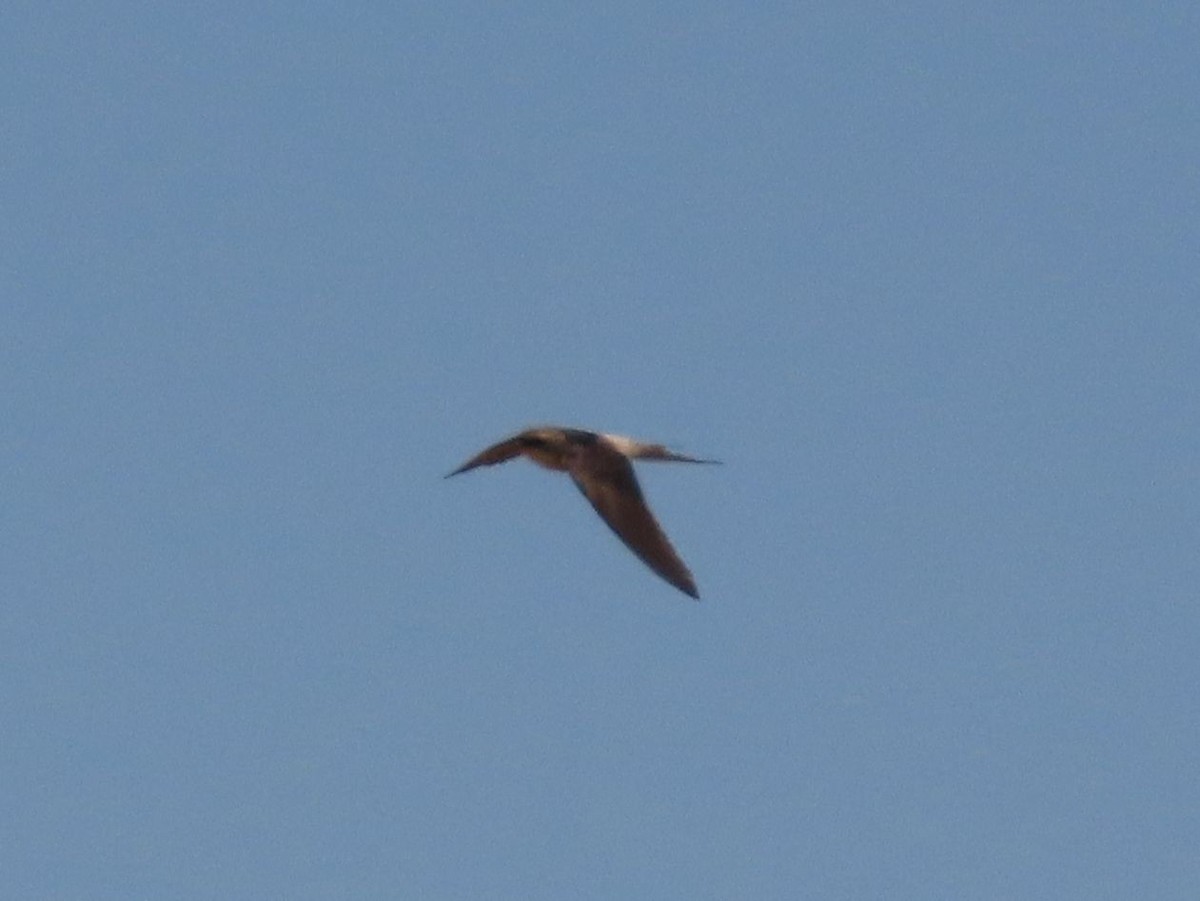 Gray-rumped Swallow - ML628347038