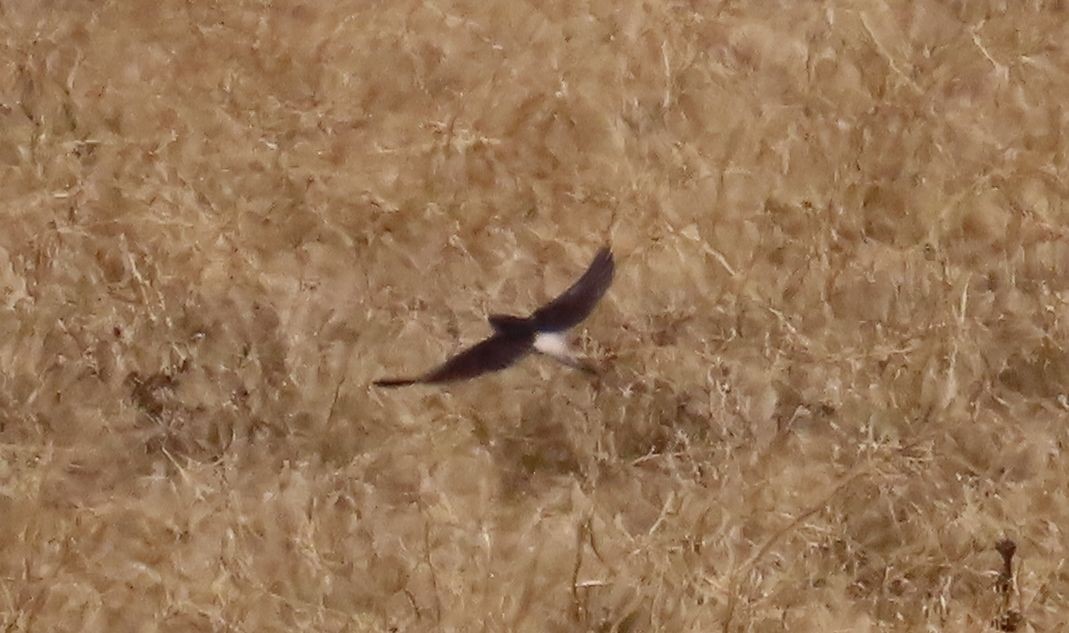 Gray-rumped Swallow - ML628347039