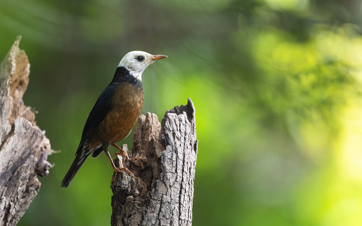 Taiwan Thrush - Sin-Syue Li