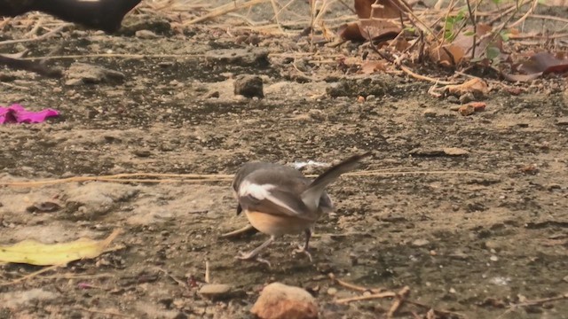 Madagascar Magpie-Robin - ML628347474