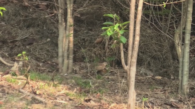 Madagascar Buttonquail - ML628347487