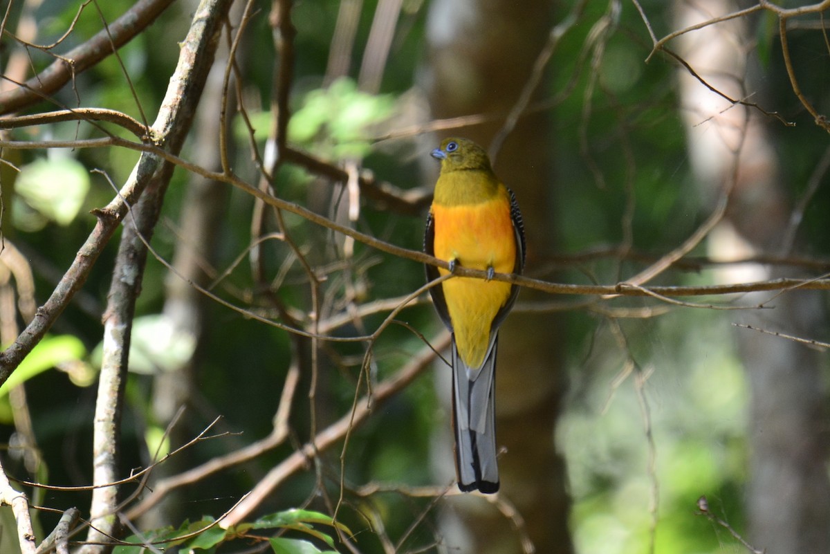 Orangebauchtrogon - ML628347623