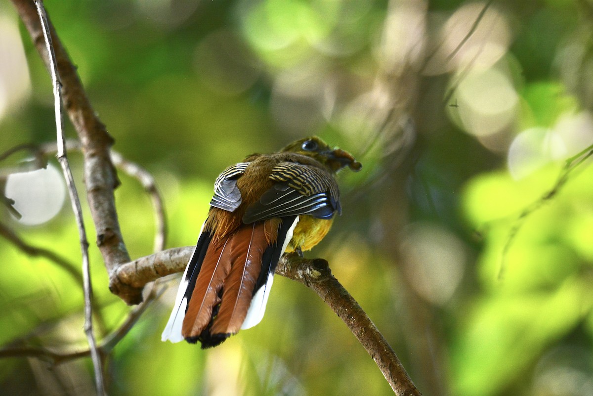 Orangebauchtrogon - ML628347625