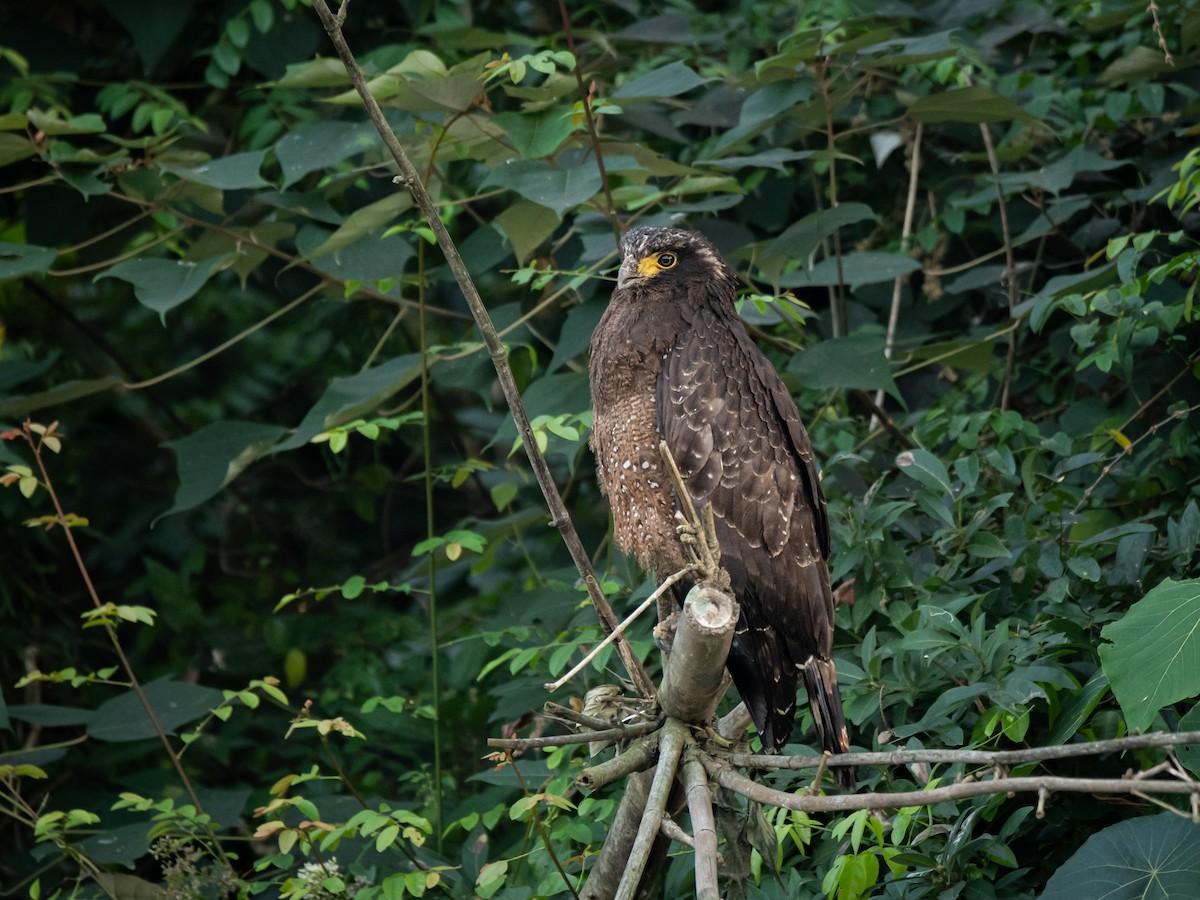 Crested Serpent-Eagle (Crested) - ML628347637