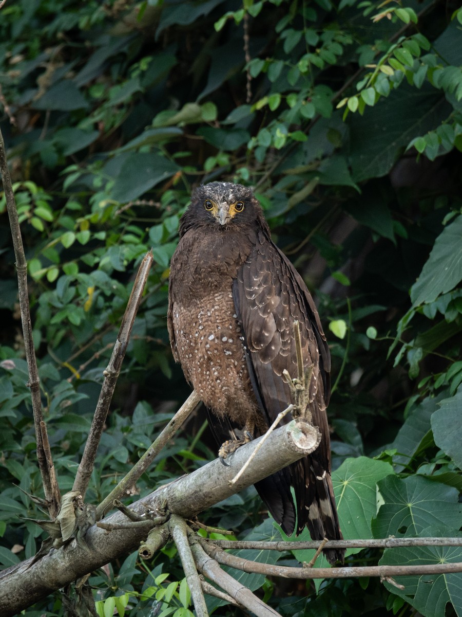 Crested Serpent-Eagle (Crested) - ML628347638