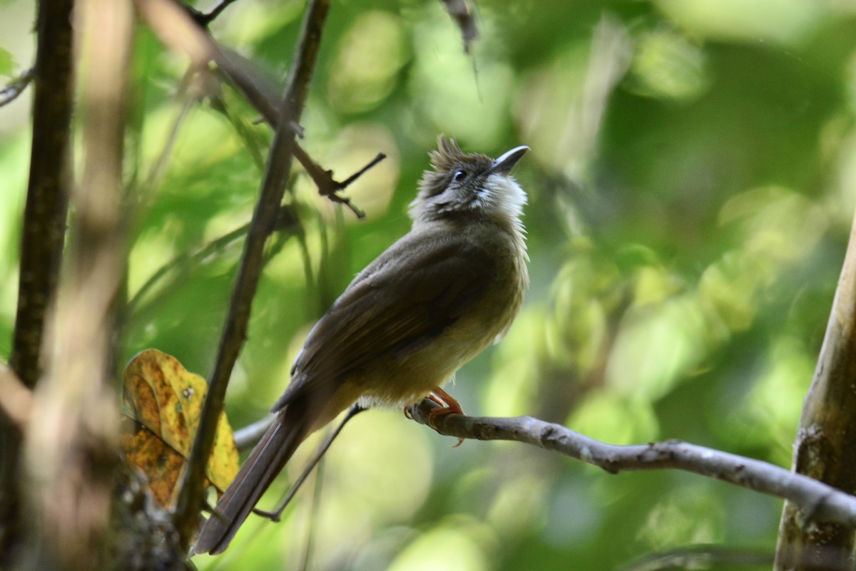 Ochraceous Bulbul - ML628347654