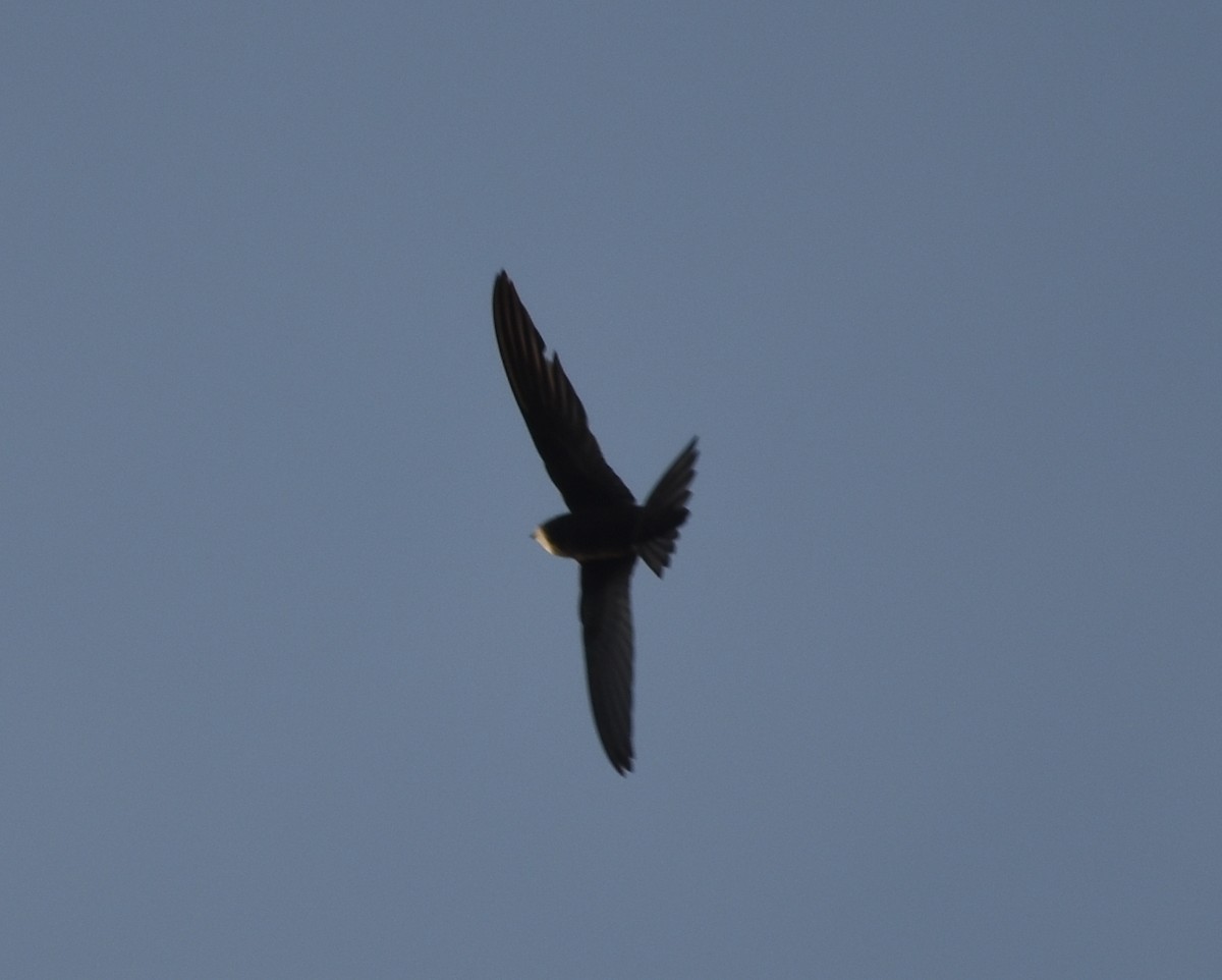 Vencejo Común - ML628348296